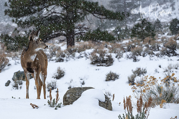 Winter Wonderland