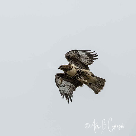 In Flight...