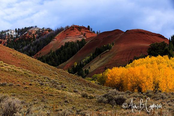 Red Hills ~ Bridger-Teton Forest ~ Fall