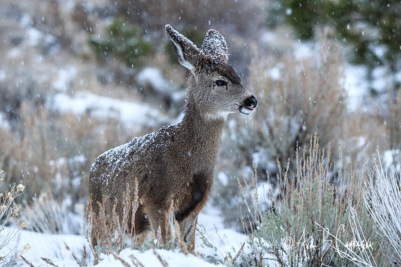 Tastes Like Snow...