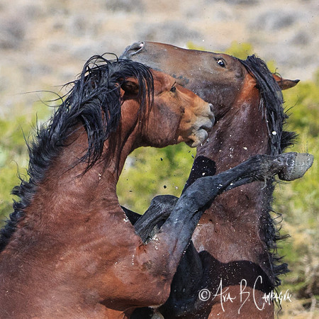 Aggression