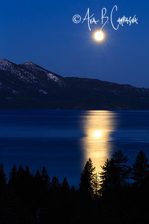 Moonlight Pathway (9876)