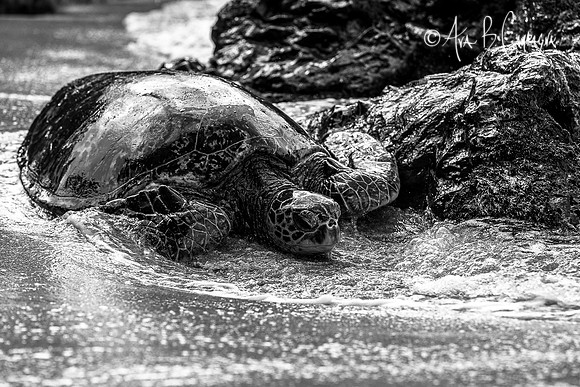 On Its Way... (BW)