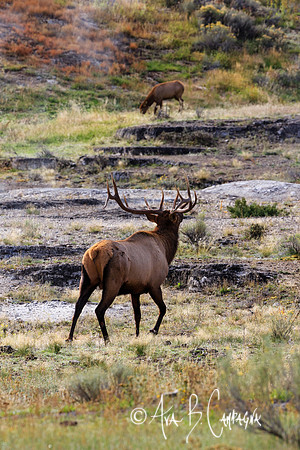 Buck Bugle