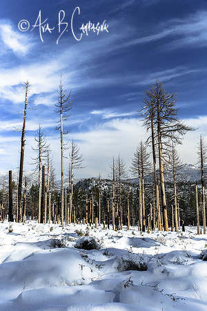 Scorched Yet Standing