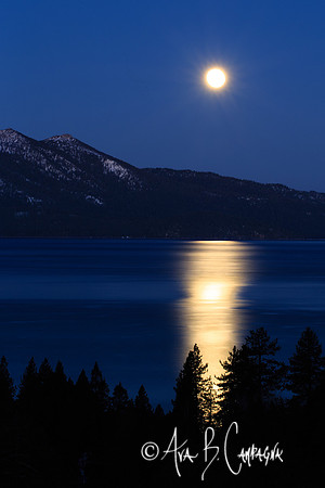 Moonlight Pathway