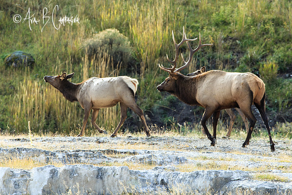 The Rut Is On...