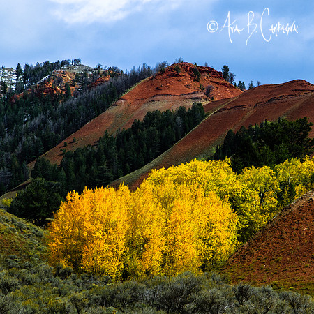 Diaganols ~ Red Hills No. 1 ~ Bridger-Teton Forest