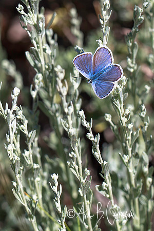 Flower-like...