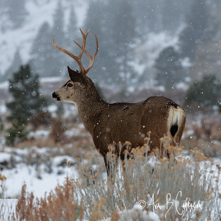 First Snow...