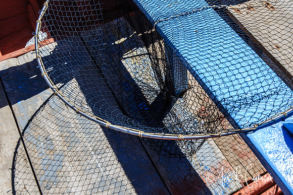 No Fish Today