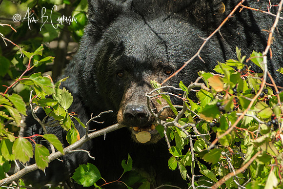 Nibbling....