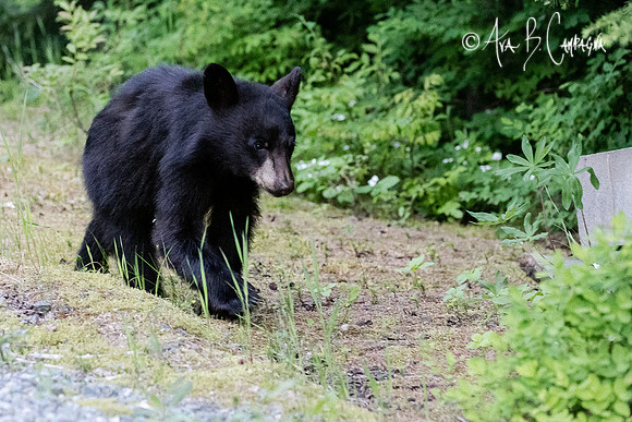 Black Bear Cub Whistler Canada July 2022-5926
