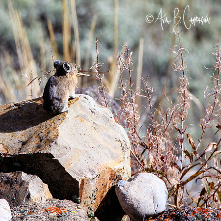 Foraging For Winter