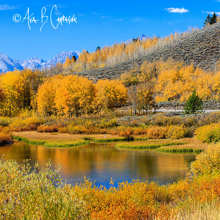 Oxbow Bend ~ Afternoon Delight