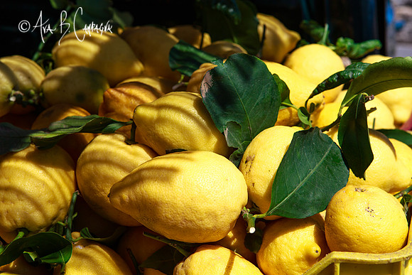 Cedro