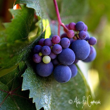 Ripeness
