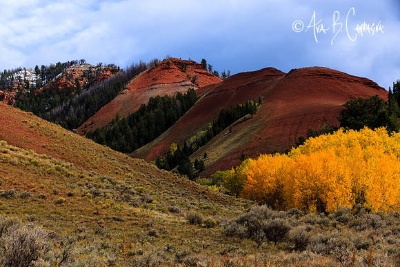 Diaganols ~ Red Hills No. 2 ~ Bridger-Teton Forest